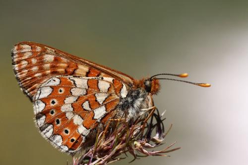 Réf. 230 362 : Euphydryas sp.